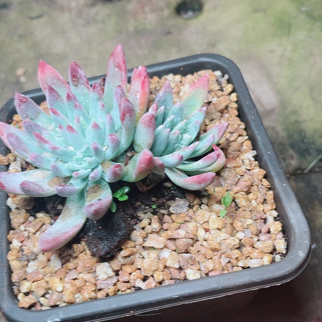 5148刘丹白菊多肉