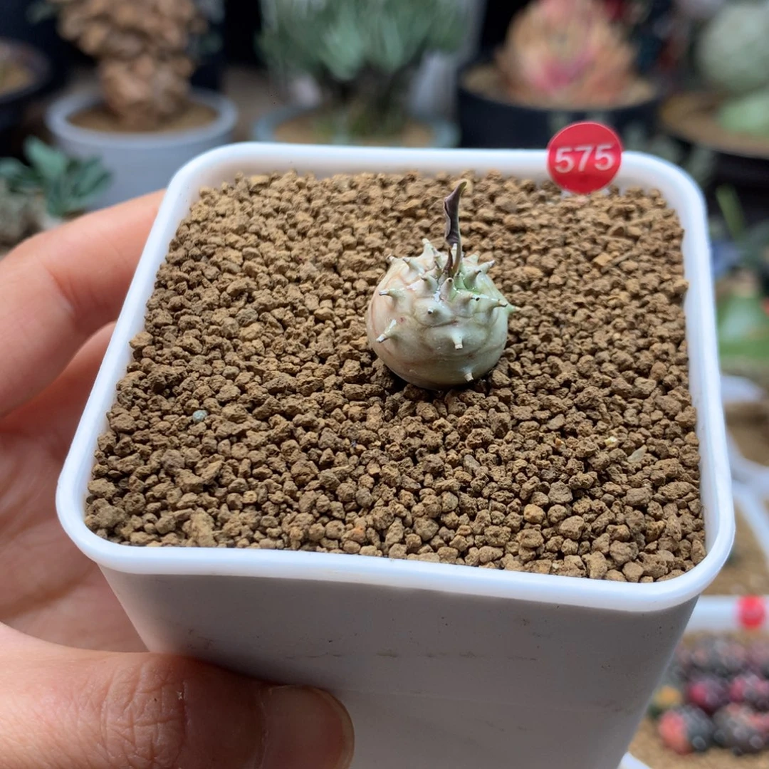 羊玉大戟带盆实生575