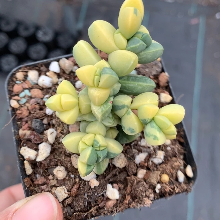 鹿角海棠锦多肉植物