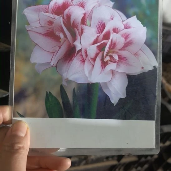 当前无花栽培后可以开花精灵5厘米裸根球
