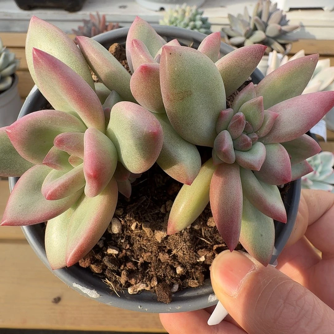 赫本路丝群111128-138