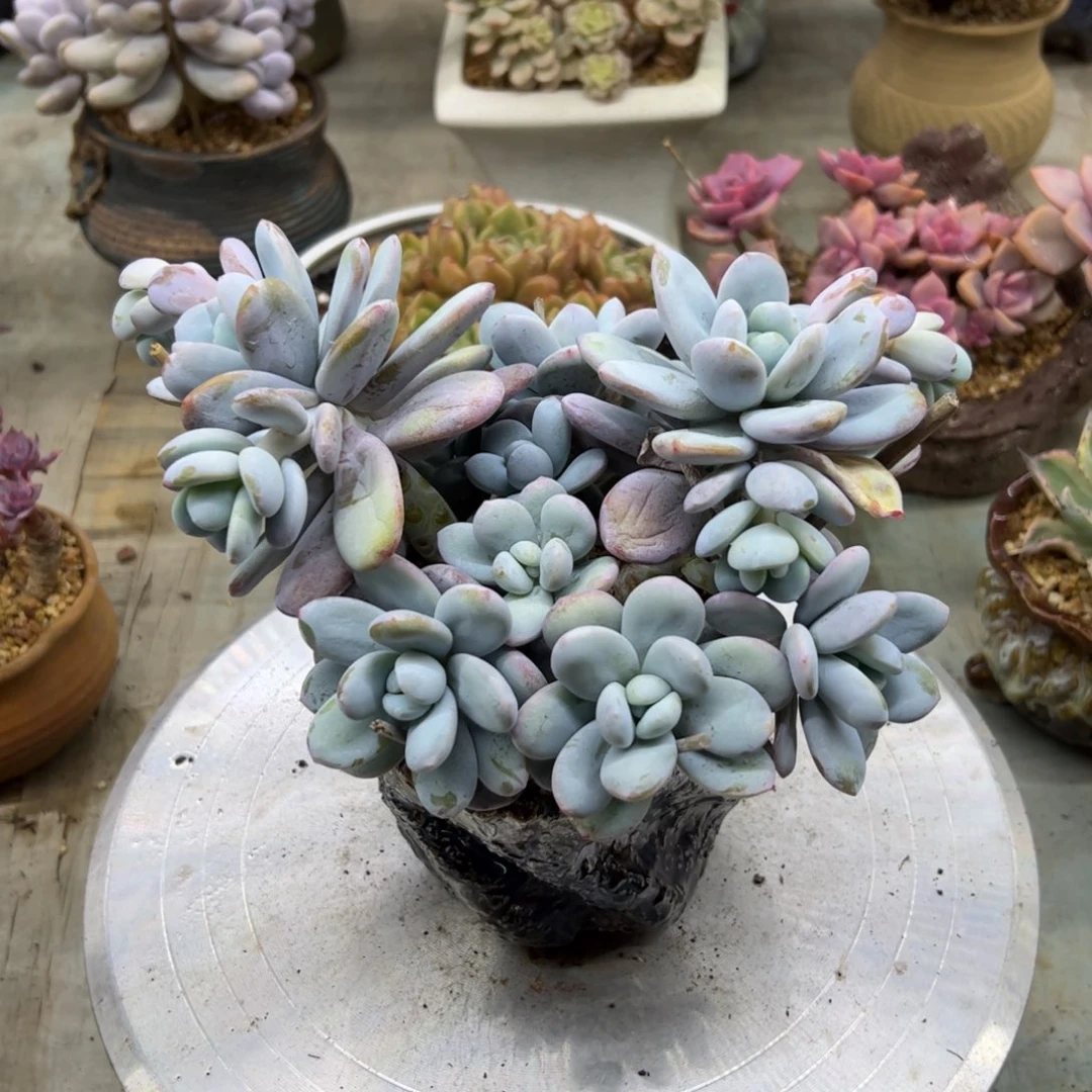 雪美人28 零零多肉植物