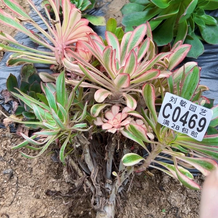 用****90469砍头初恋多肉植物法师