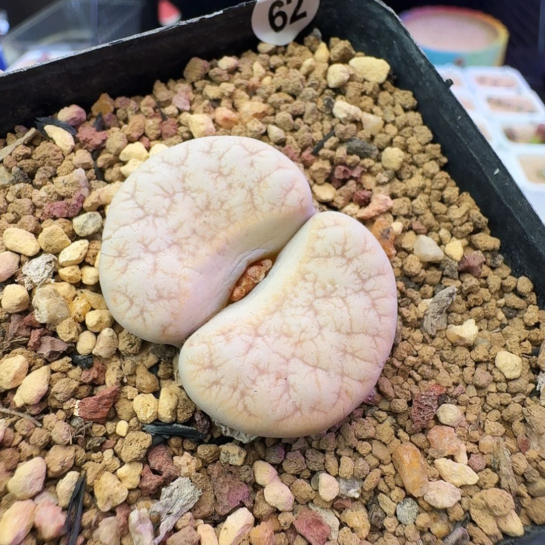 多肉植物福利生石花62