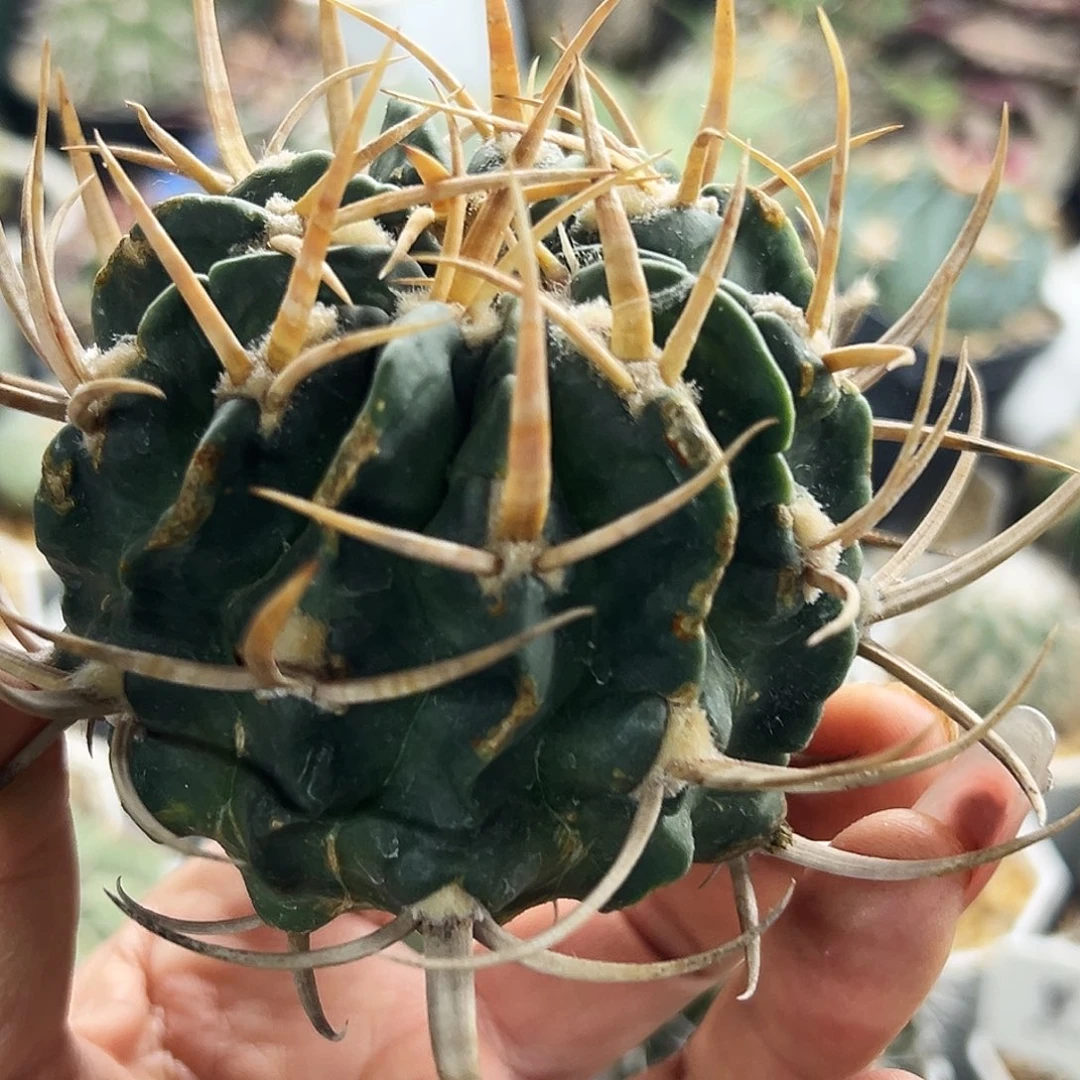 龙剑有根仙人球6666666