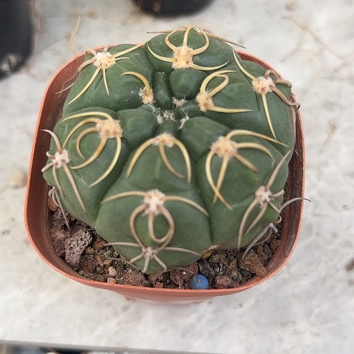 实生海王一物一拍