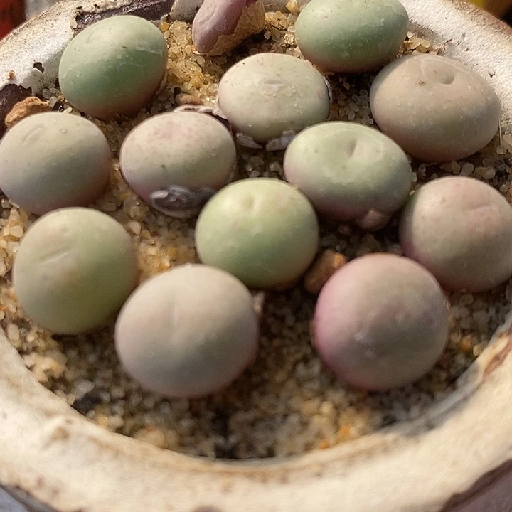 小拳拳1颗买2送1。