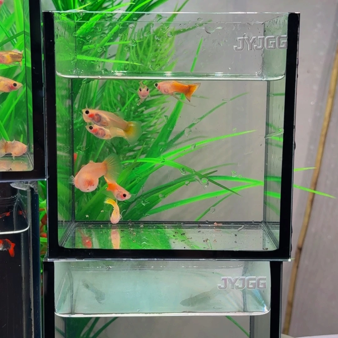 夹****孔雀鱼黄金玻璃猫一对，一对