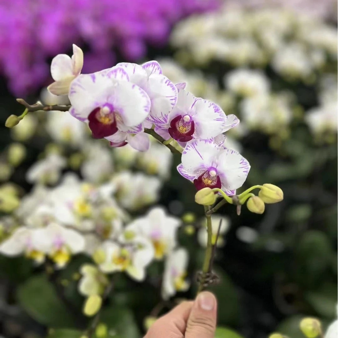 蝴蝶兰【白闪电】带花带花苞发货 室内花花 广州直发