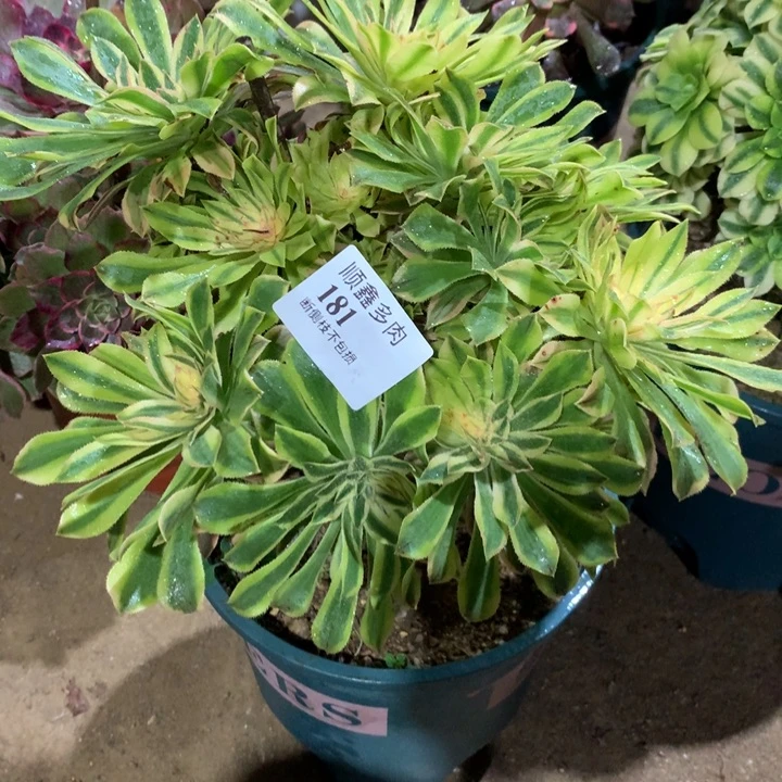 181夕颜多肉植物特价