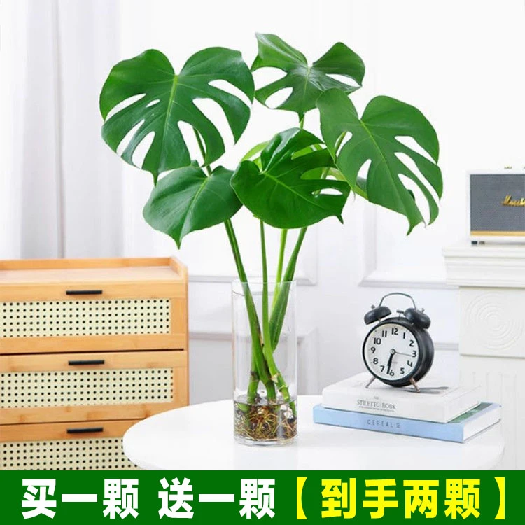 【2颗龟背竹】客厅办公室耐阴土培水养绿植吸甲醛室内绿植好养易活