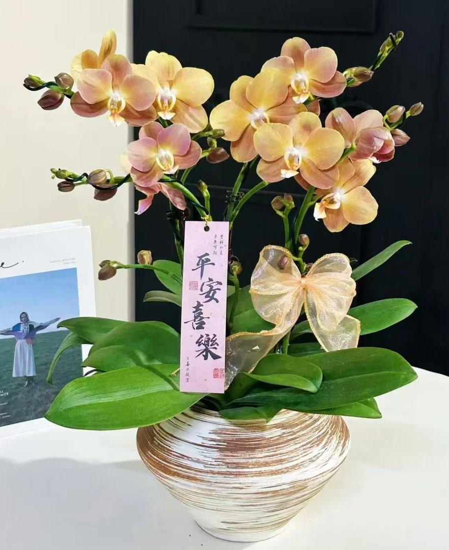 【摩纳哥】蝴蝶兰基地直发四季鲜花乔迁送礼组盆好养