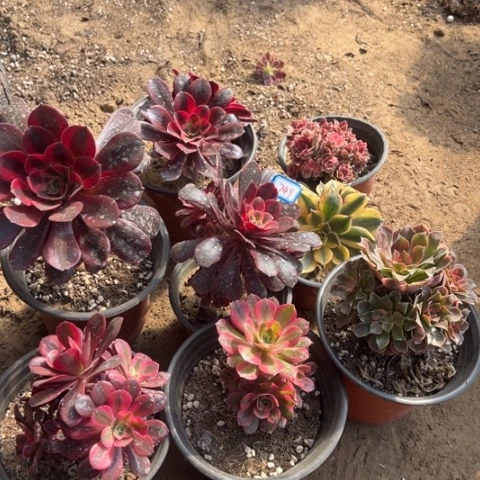 749多肉植物组合