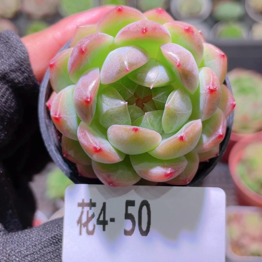 花利美4-50糖心新品