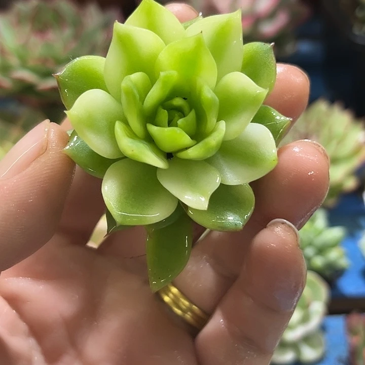 752棱镜腹轮锦炸了多肉