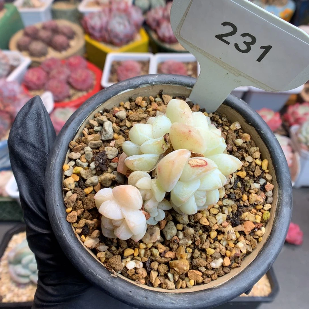 231 赞赞福利哦冰玉