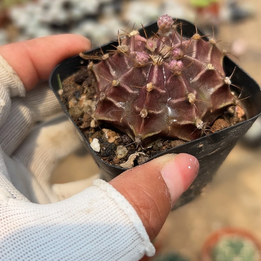 多肉植物丽蛇牡丹