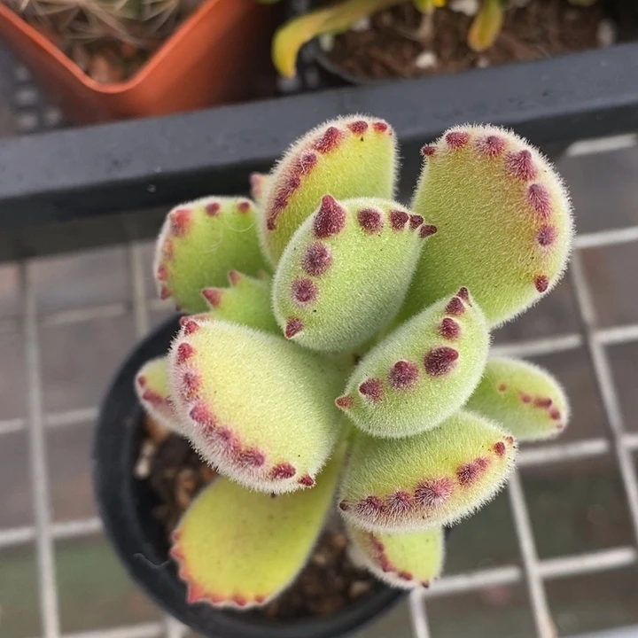 伯克利和他女朋友在一起的时候