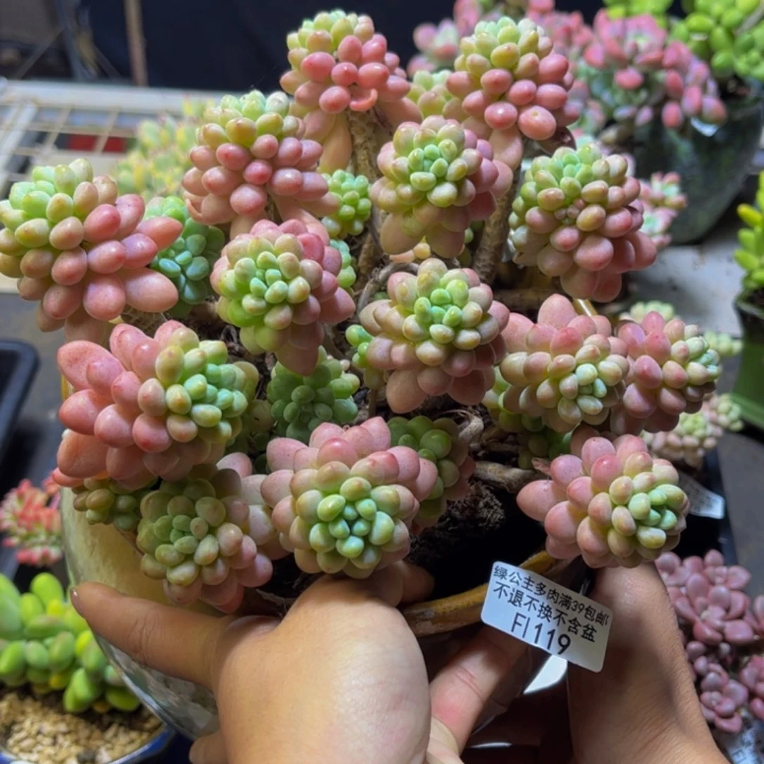 鱼子酱119/20cm多肉
