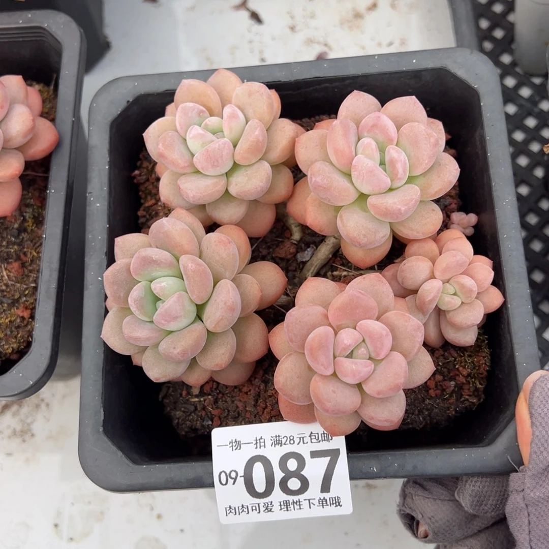 白鹭多肉多肉多肉多