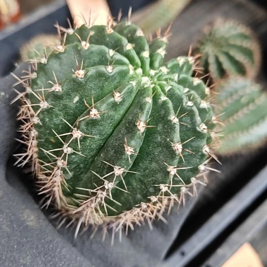 洛可可侧芽6-7厘米左右福