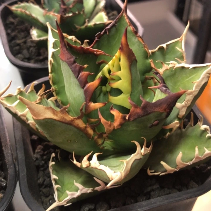 红猫仁王冠龙舌兰