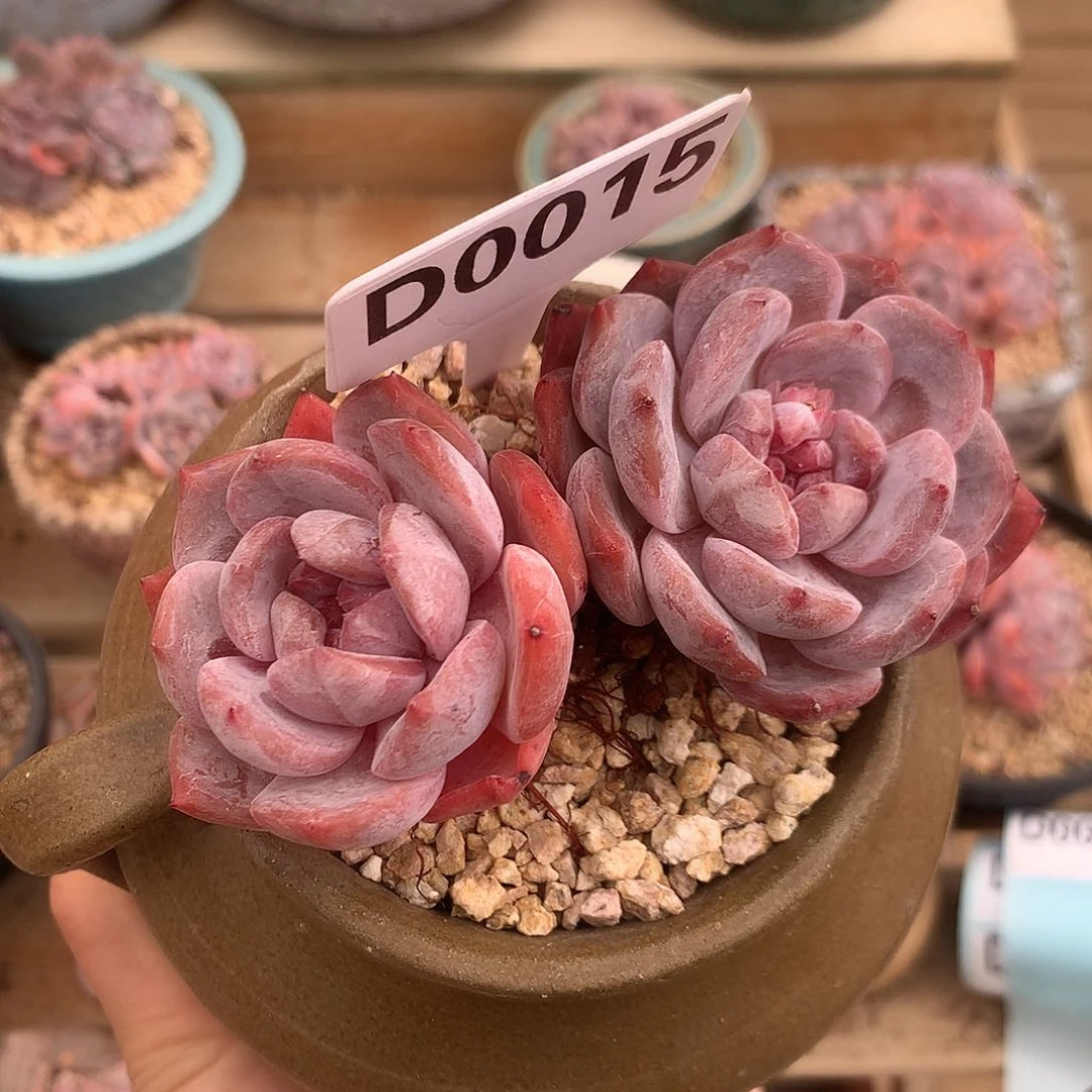 D0015 橙子 清仓 无砍柴