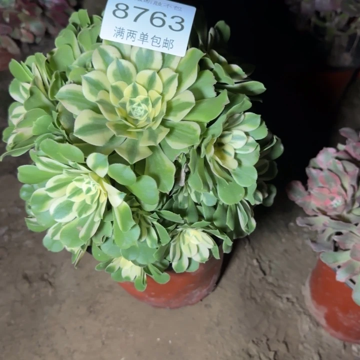 8763辛尼亚多肉植物