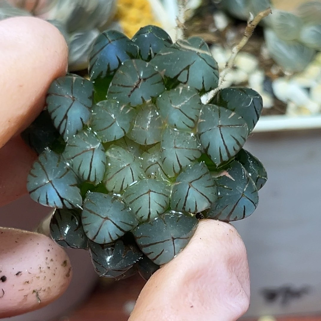 恭喜发财大吉大利573