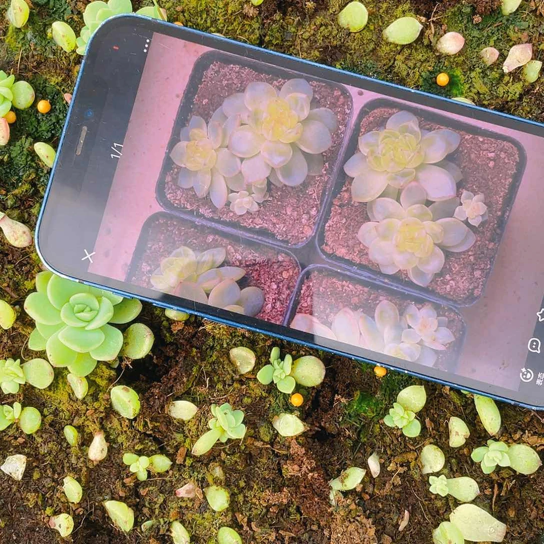 绿珍妮 芝麻苗一个满25包邮