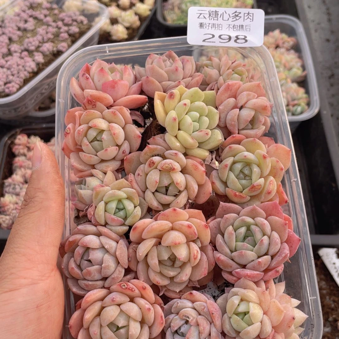 云糖心多肉植物298