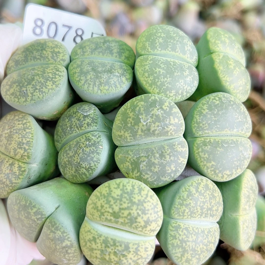 8078 好养易活生石花大母本12个2.8cm左右