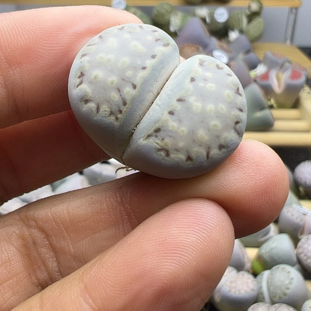 2066 生石花清货不售后