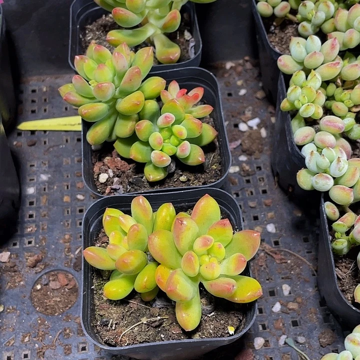 双头春萌带哦土发货