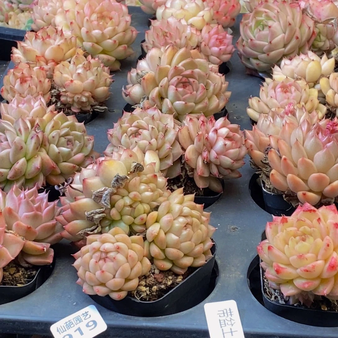 溯919多肉植物保护研究所所长助理