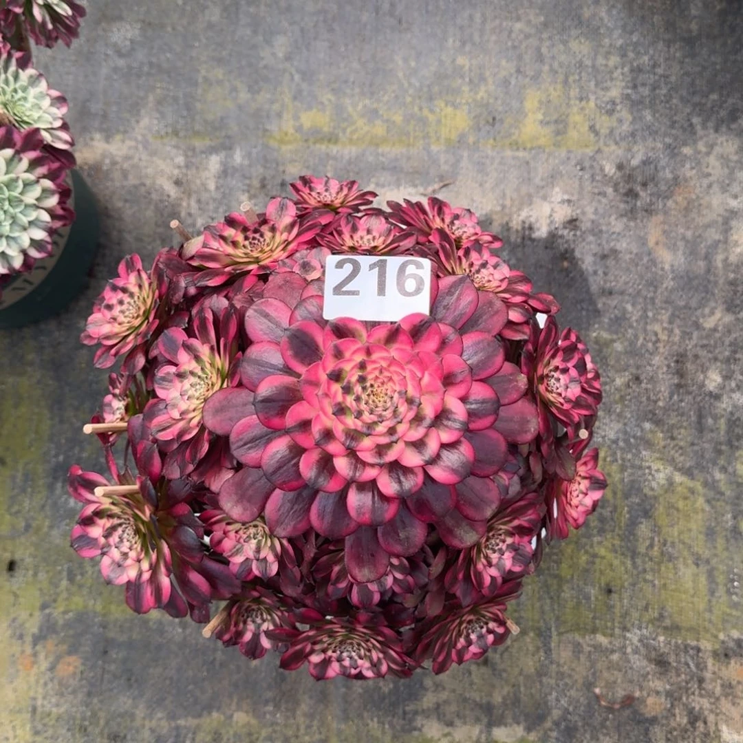 松*216！美姬法师多肉植物