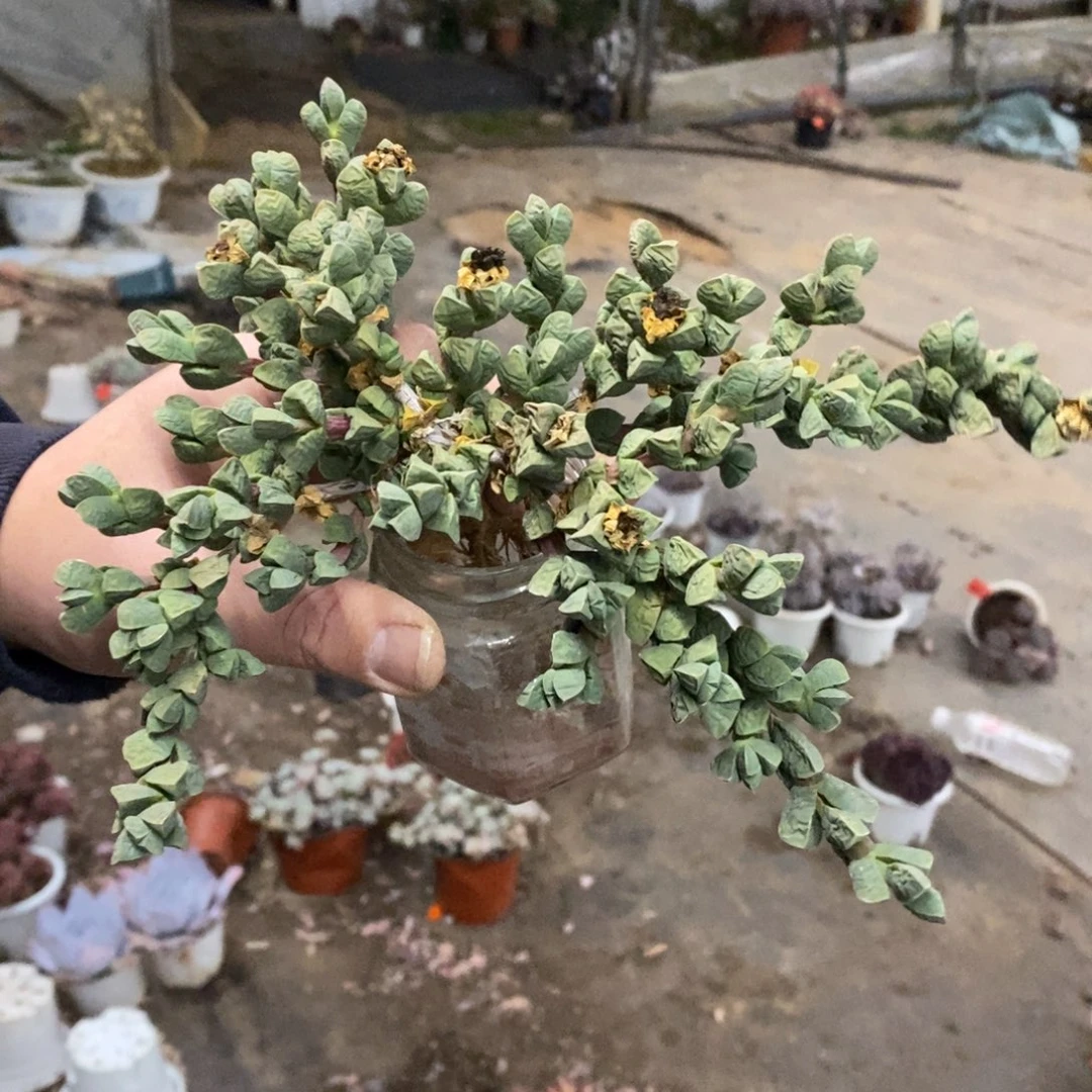 鹿角海棠整桩整群