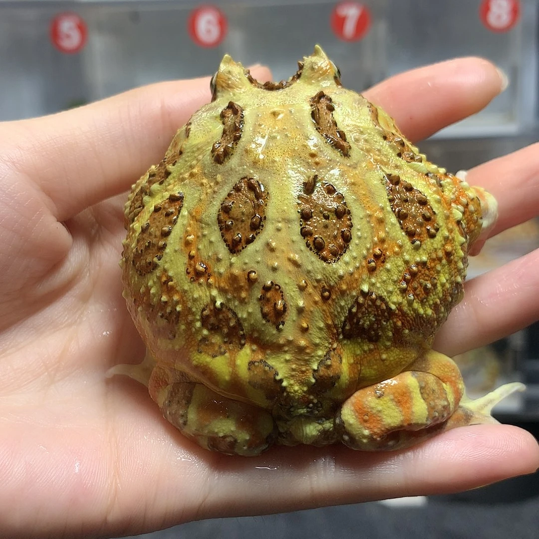 角蛙3285瑕疵大原色角蛙公