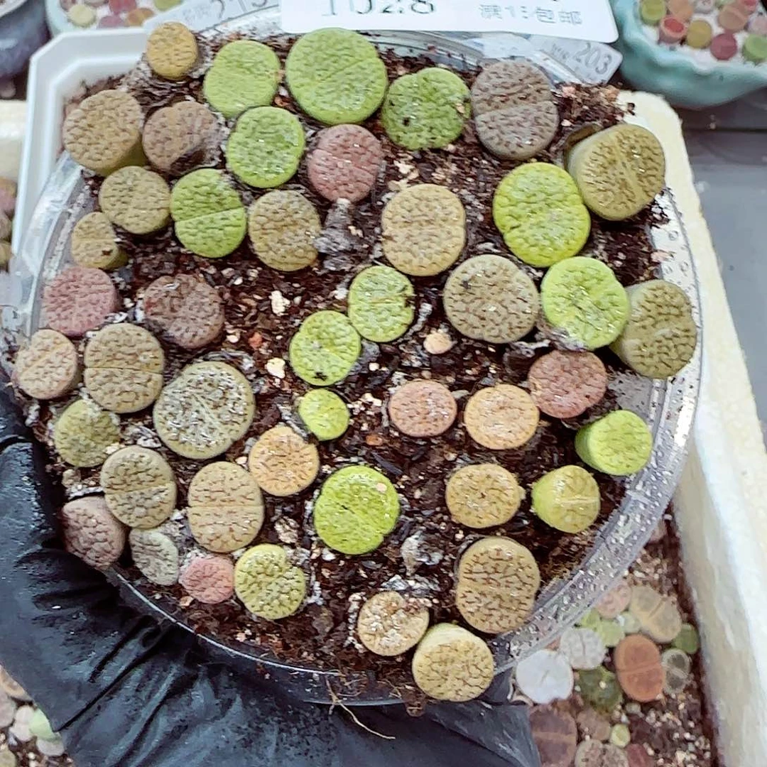 生石花满18包邮1028-217