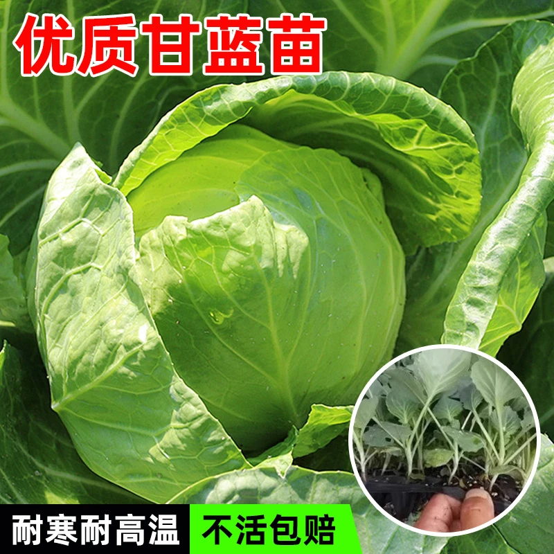 原起点寿光绿甘蓝秧苗高产卷心菜包菜绿色耐寒秋冬当季阳台蔬菜苗