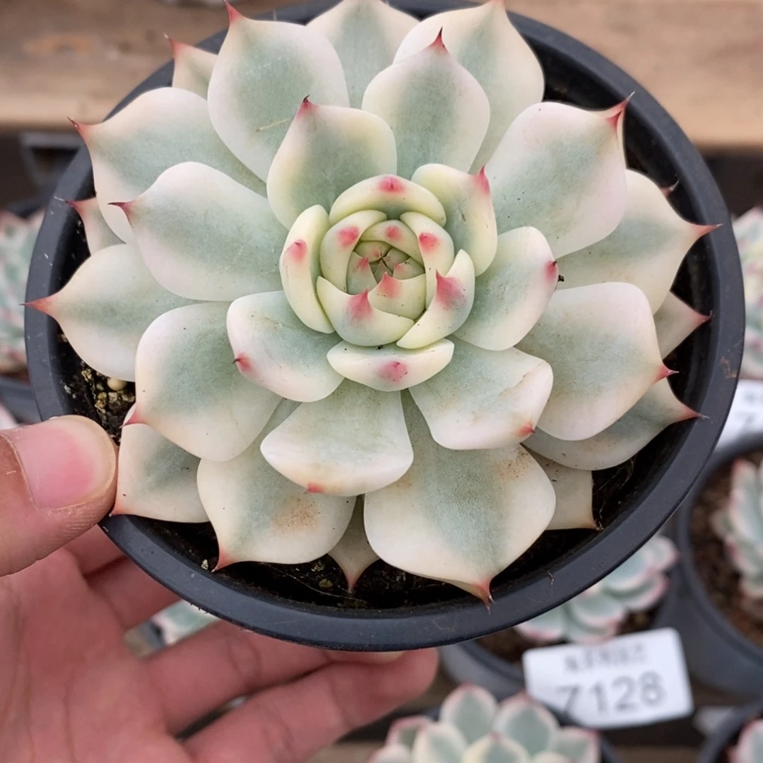 吉娃娃锦多肉植物7130