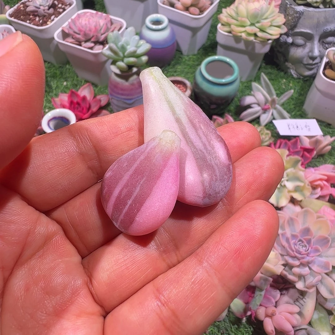 凌***羽多肉植物多肉植物