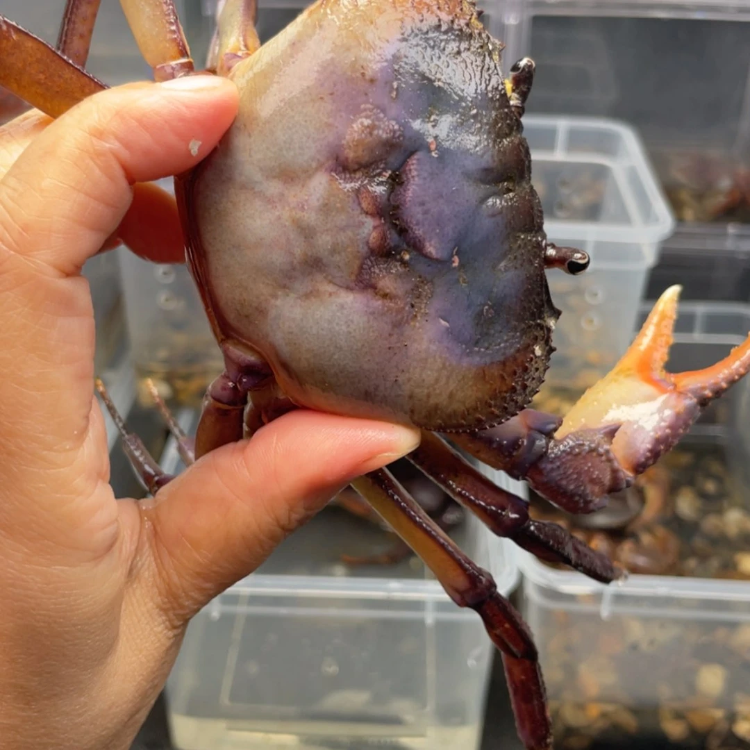 【闪购商品】九**?溪蟹母