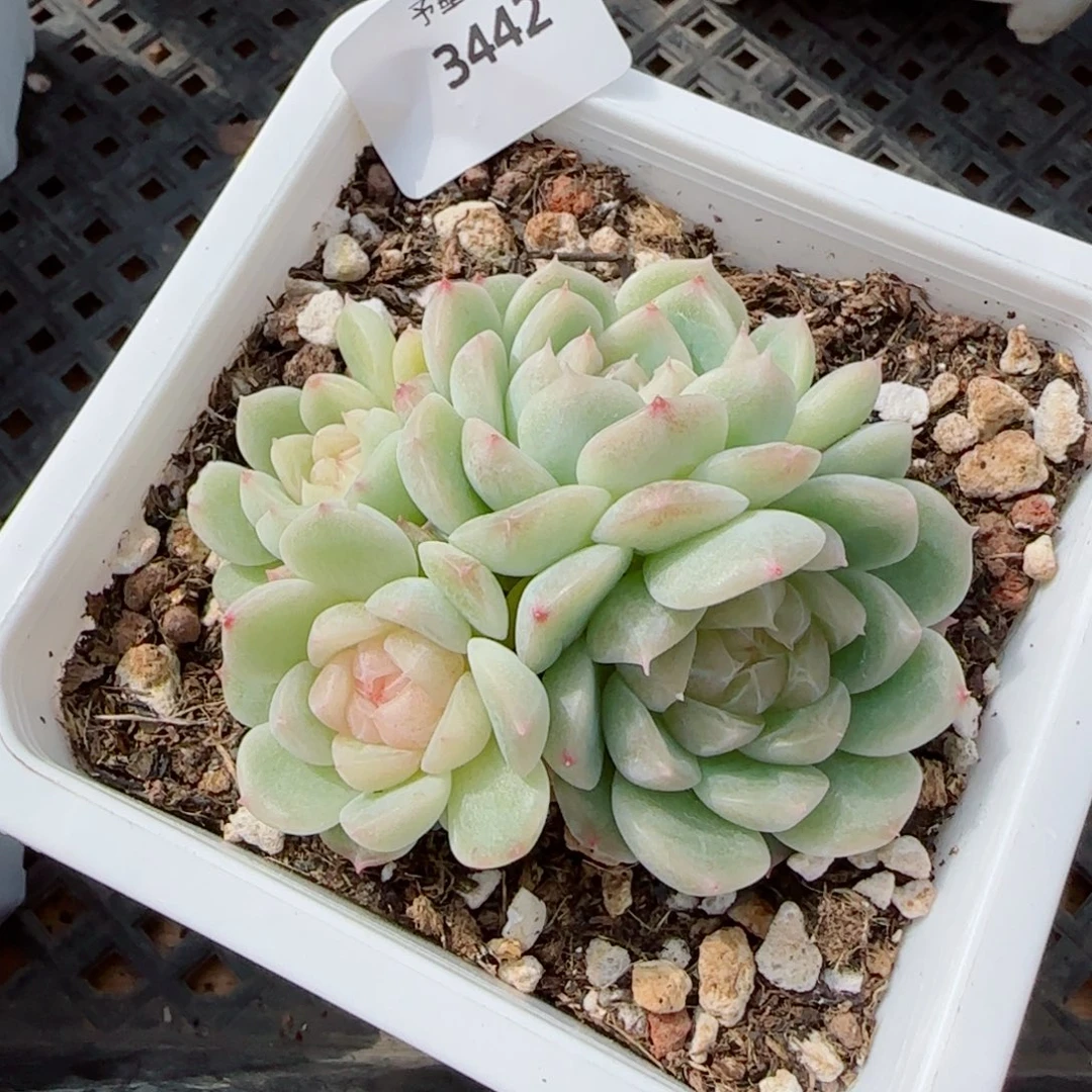 白底泼天富贵群，3442多肉植物