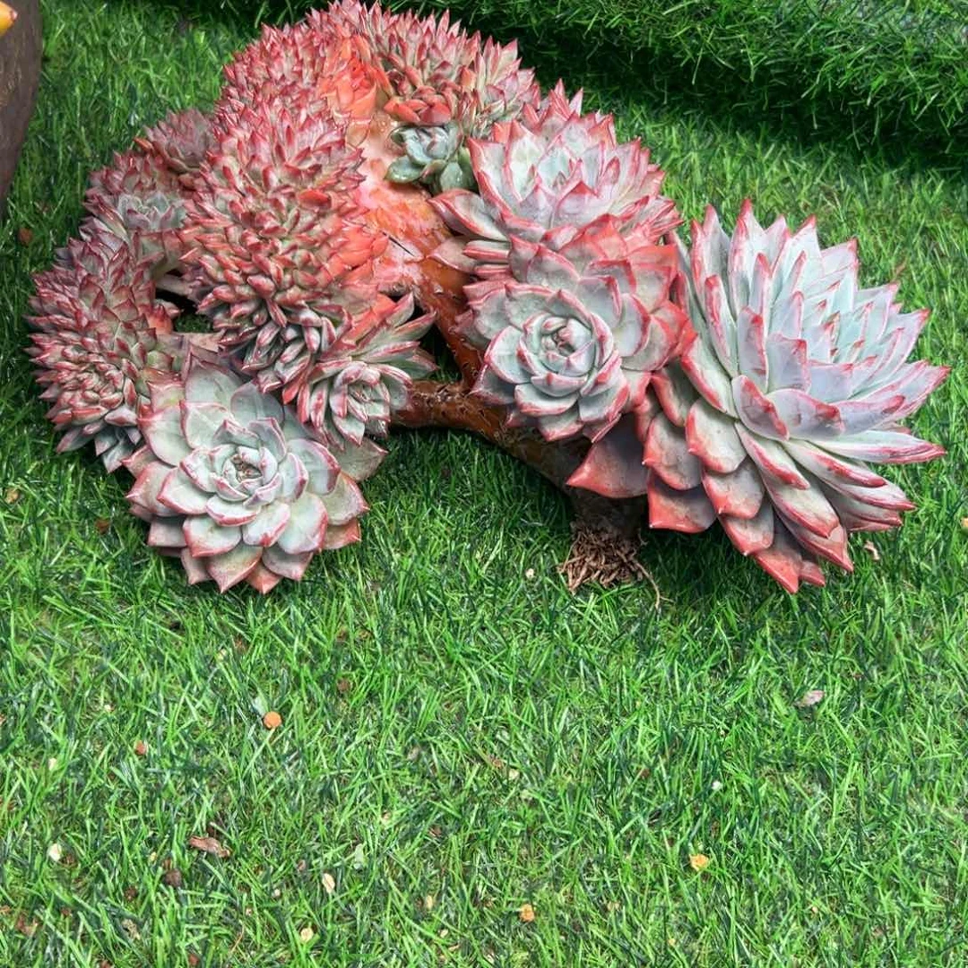 奋***人一物一拍，粉蓝鸟缀化
