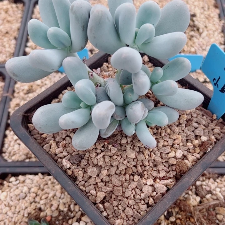 ****菜米可奶多肉植物大群