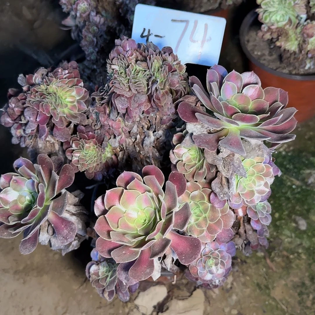 4-74花娜缀多肉法师