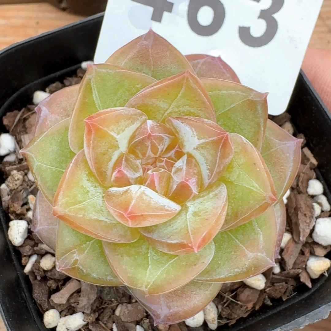 暗纹体珍妮         多肉植物