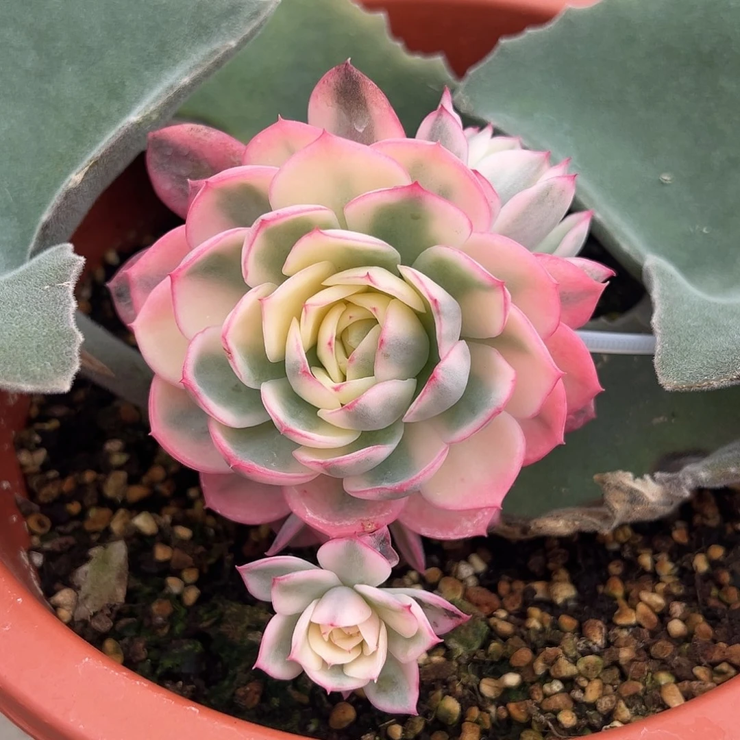 粉水晶锦嫁接多肉植物