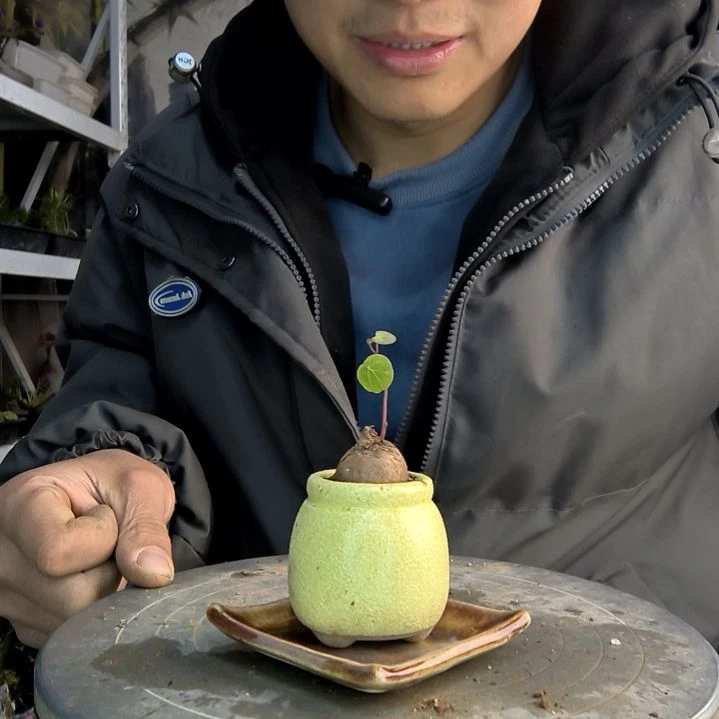 杨*木小盆景小植物一物一拍217